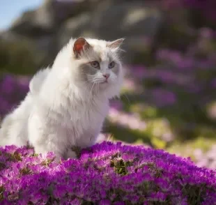 Existem plantas tóxicas para gatos que podem até ser fatais