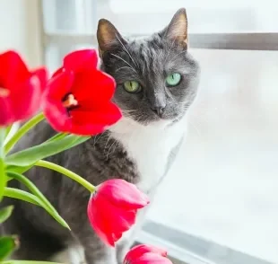 Existem plantas tóxicas para gatos que podem até ser fatais