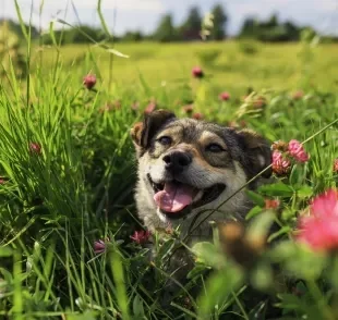 Entenda o que está por trás da queda de pelo em cachorro durante a primavera