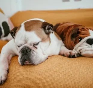 Essas raças de cachorro são conhecidas pelo alto nível de preguiça