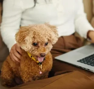 Essas raças de cachorro são tranquilas e muito companheiras