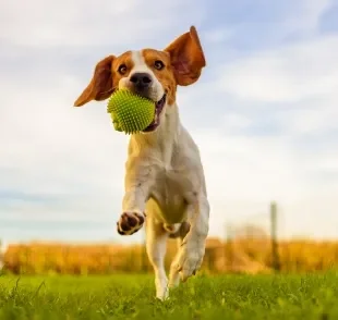 Algumas raças de cachorro são campeãs em fugir do adestramento