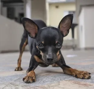 Algumas raças de cachorro são conhecidas pela alta reatividade