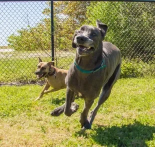 Essas raças de cachorro não se dão muito bem em apartamentos