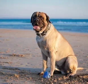 Algumas raças de cachorro podem viver menos tempo que outras