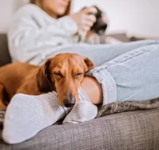 Algumas raças de cachorro que não dispensam uma boa soneca