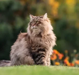 Essas raças de gato peludo são encantadoras