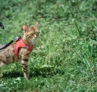 Confira quais são as raças de gato mais fáceis de serem adestradas