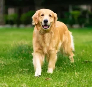 Um cachorro inteligente tem diferentes habilidades