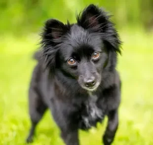 Algumas raças de cachorro têm maior longevidade do que outras