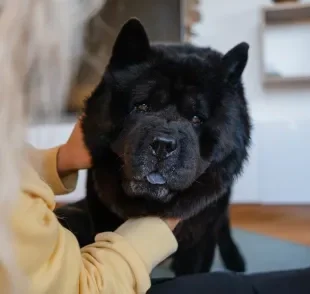 Algumas raças de cachorro preferem evitar o contato humano