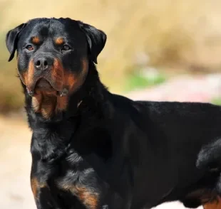 Confira quais são as raças de cachorro proibidas em alguns países e porquê