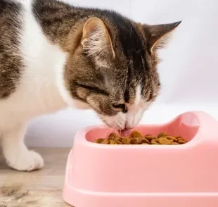 A ração de gato não pode ser trocada bruscamente