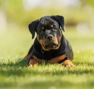 Treinar um Rottweiler não é difícil se ele ainda for filhotinho