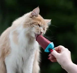 Veja como preparar um picolé com sachê para gatos