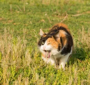 O gato vomitando ou com diarreia pode ficar assim por causa de mudanças na rotina