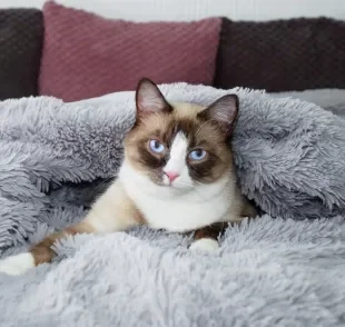 O Snowshoe é um gato que vai te conquistar com a personalidade e beleza dele