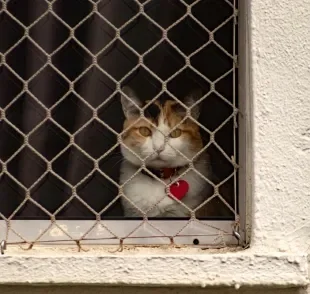 A tela de proteção para gatos é um acessório indispensável na casa de qualquer gateiro