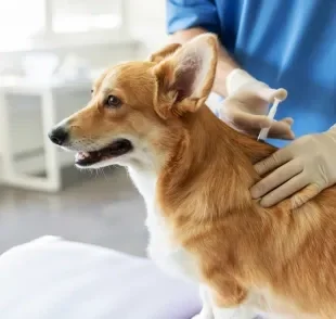 A vacina de cachorro deve ser aplicada no intervalo certo