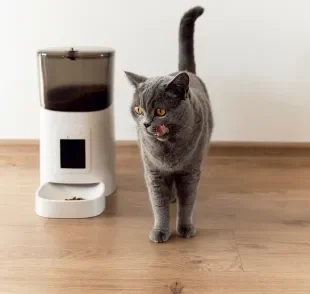 O comedouro automático para gatos é a melhor solução para o seu pet?