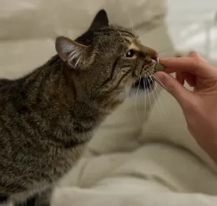 A gabapentina para gatos é um medicamento da classe dos anticonvulsivantes