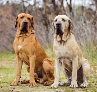 Descubra por que cachorros grandes apresentam uma expectativa de vida menor