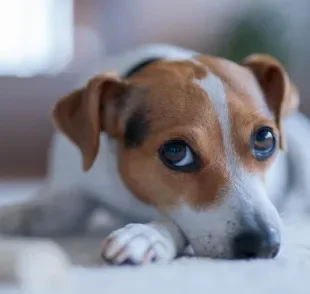 Entenda alguns motivos que explicam o cachorro te ignorando 