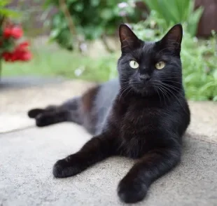 Todo gato preto de raça é encantador