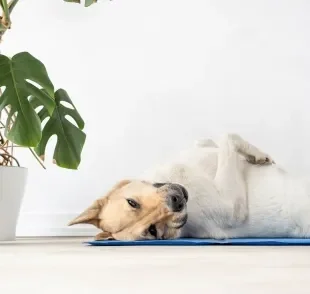 O tapete gelado para pet é cheio de benefícios 