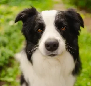 As raças de cachorro mais saudáveis geralmente são muito ativas