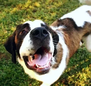 Algumas raças de cachorro são campeãs no quesito alta manutenção $$