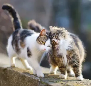 Diferenciar um gato de raça de um vira lata não é nada fácil