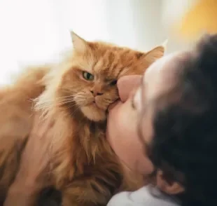 O amor de gato pelos humanos é um sentimento recompensador