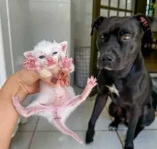 Relação entre gatinhos e cão da raça Pitbull é cheio de carinho e respeito (Créditos: Instagram/ @willpitbull)