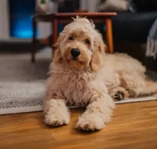 Com a adoção de cachorro, o pet pode levar algum tempo para se acostumar na nova casa