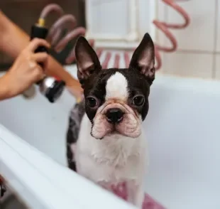 A frequência adequada do banho em cachorro de pelo curto pode variar