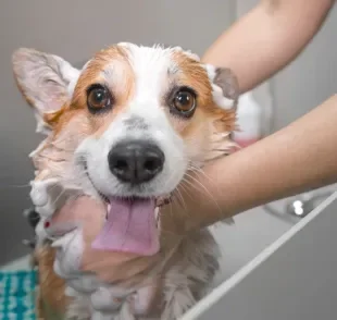 O banho em cachorro feito em casa também pode deixar o cão super cheiroso. Saiba como!