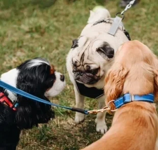 Evolução dos cachorros ganha nova etapa: saiba quais adaptações os cães atuais apresentam