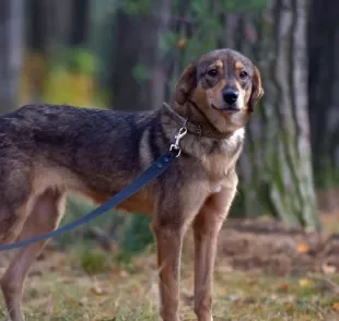 Algumas atitudes podem deixar o cachorro com medo e traumatizado