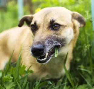 O cachorro comendo grama é um comportamento natural da espécie