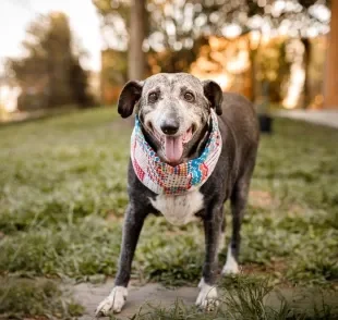 Adotar um cachorro idoso é um ato de amor 