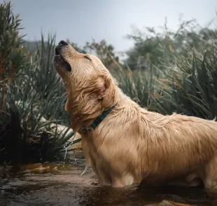 Veja as situações que podem deixar o cachorro uivando 