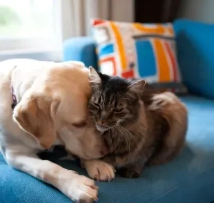 O cachorro e o gato às vezes podem agir que nem um bebê