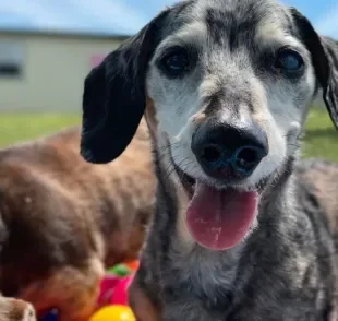 O cachorro idoso passa por uma série de mudanças físicas e comportamentais