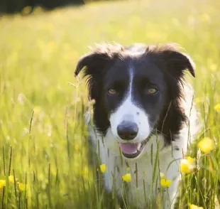 Saber se o cachorro tem alma é uma dúvida comum entre tutores