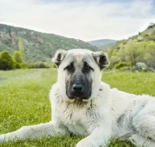 Confira quais são os cachorros mais perigosos do mundo