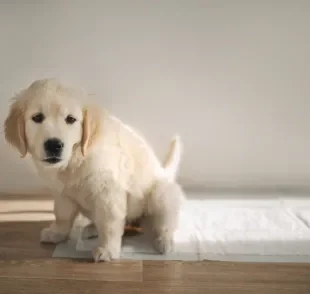 A forma como ensinar cachorro a fazer xixi no lugar certo deve ser com reforços positivos