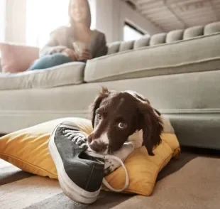 O cachorro filhote precisa de limites para não reproduzir comportamentos indesejados no futuro