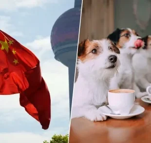 Creches para cachorro e ambientes pet friendly crescem na China e no mundo