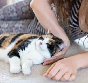 Feromônio: gato libera substâncias quando se esfrega e faz carinho no tutor. Entenda!